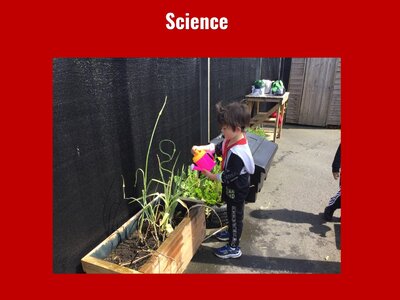 Image of Curriculum - Science - Watering Plants