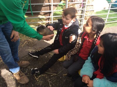 Image of Year 1 (Class 4) - Farm Visit
