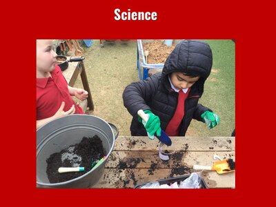 Image of Curriculum - Science - Planting Beans