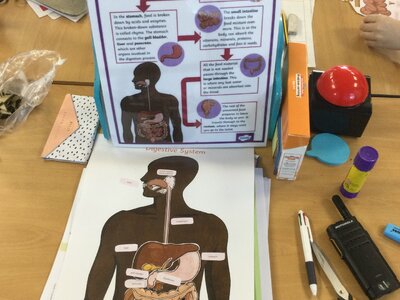 Image of Year 4 (Class 11) - Science - The Digestive System