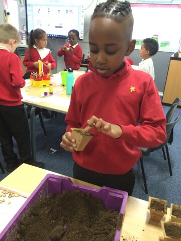 Image of Year 1 (Class 4) - Science - Plants